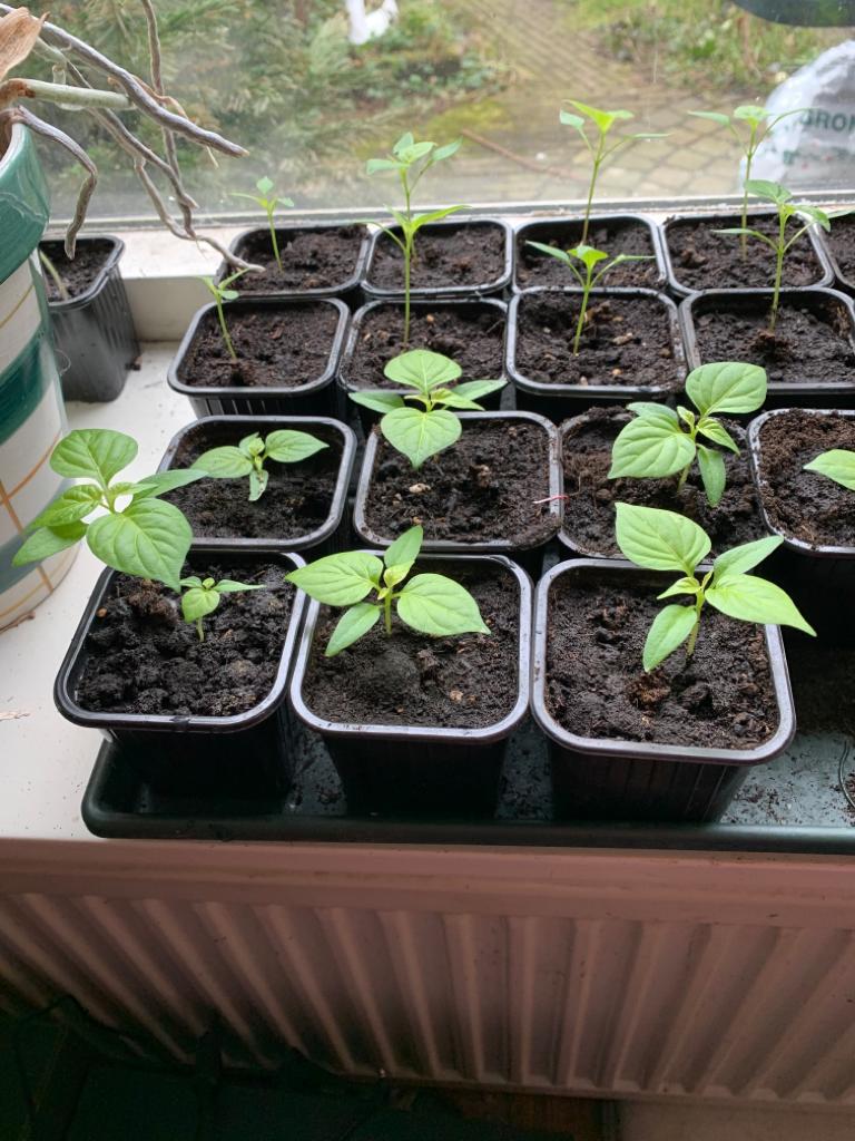 Verschil in plantjes: de Madame Jeanette